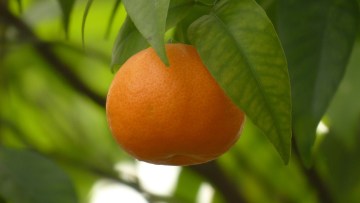 Mandarin